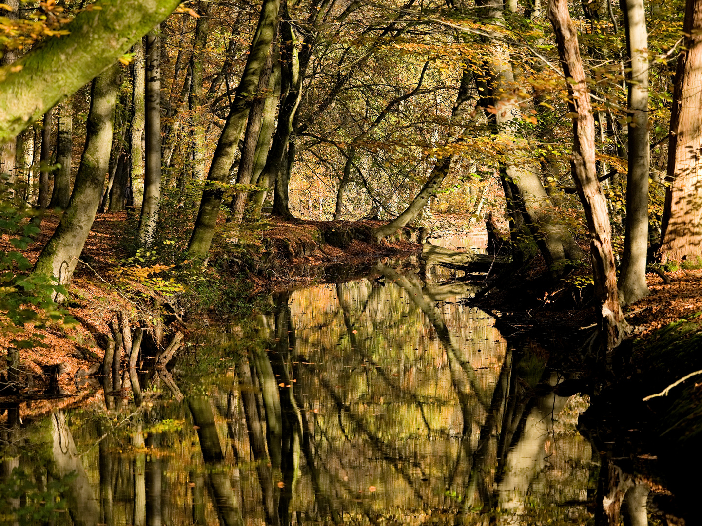 Mühlenteich im Herbst II