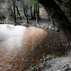 Mühlenteich im Herbstlaub