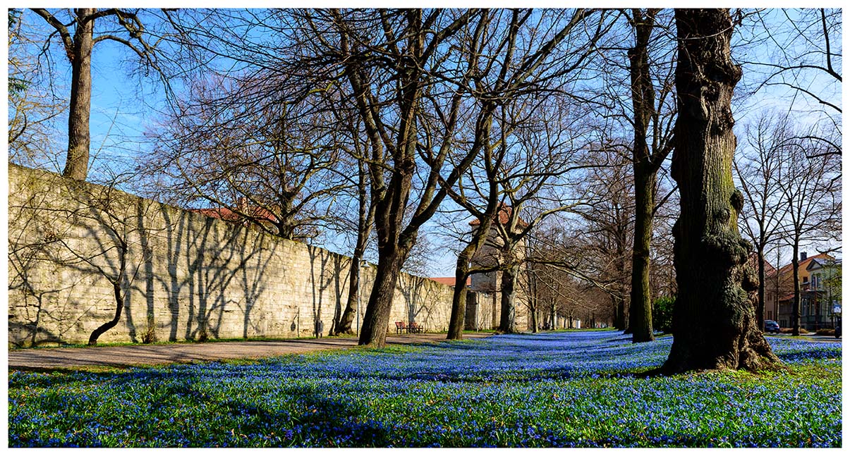 Mühlhausens blaues (Blumen)Meer