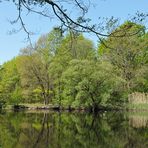 Mühlheim am Main: Der Seerosenweiher 01