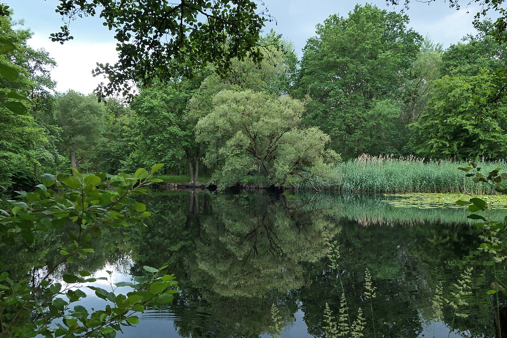 Mühlheim am Main: Der Seerosenweiher 03