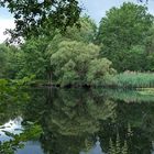 Mühlheim am Main: Der Seerosenweiher 03