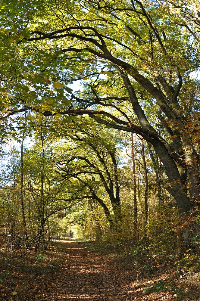 Mühlheim am Main, Herbst in den Wäldern um den Gailenberg 01