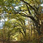 Mühlheim am Main, Herbst in den Wäldern um den Gailenberg 01