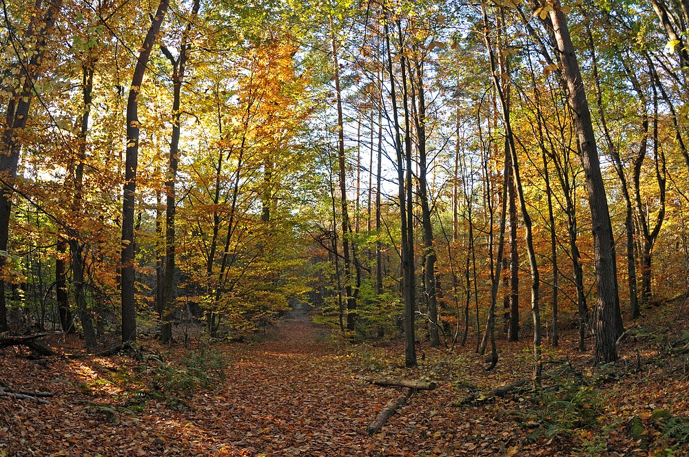 Mühlheim am Main, Herbst in den Wäldern um den Gailenberg 02