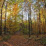 Mühlheim am Main, Herbst in den Wäldern um den Gailenberg 02