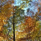 Mühlheim am Main, Herbst in den Wäldern um den Gailenberg 03