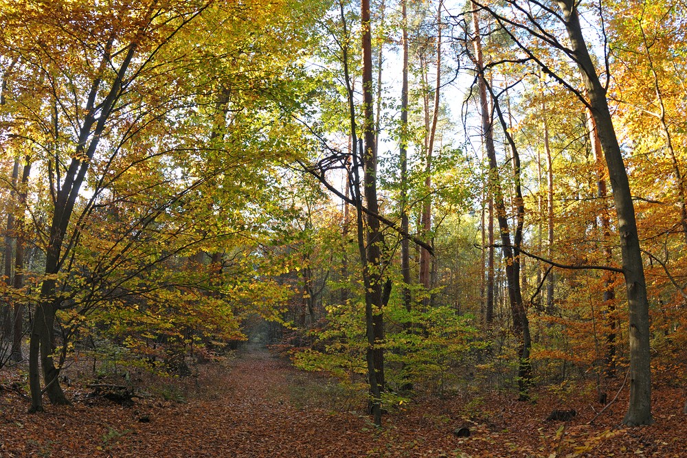 Mühlheim am Main, Herbst in den Wäldern um den Gailenberg 04