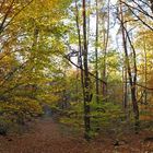 Mühlheim am Main, Herbst in den Wäldern um den Gailenberg 04