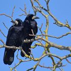 Mühlheim am Main: Saatkrähen – schwarze Schönheiten im Winter 01