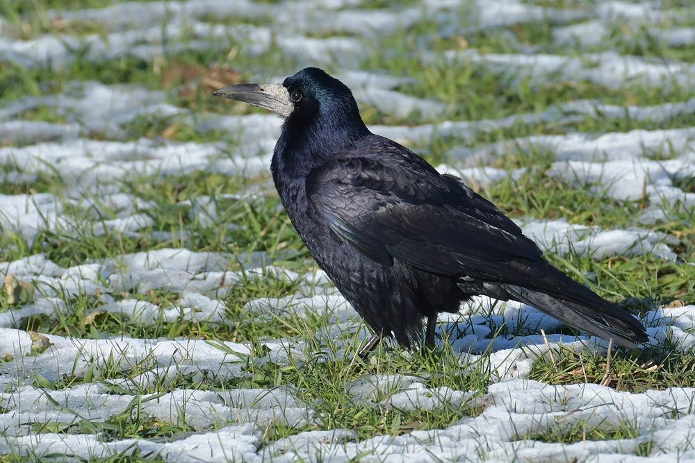 Mühlheim am Main: Saatkrähen – schwarze Schönheiten im Winter 02