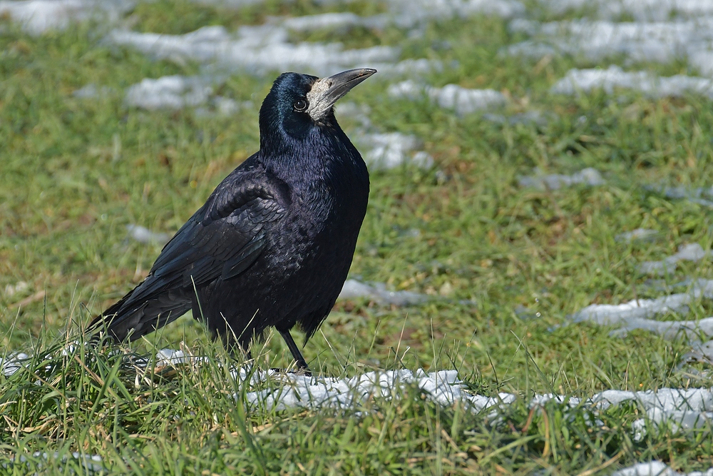 Mühlheim am Main: Saatkrähen – schwarze Schönheiten im Winter 03