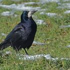 Mühlheim am Main: Saatkrähen – schwarze Schönheiten im Winter 03