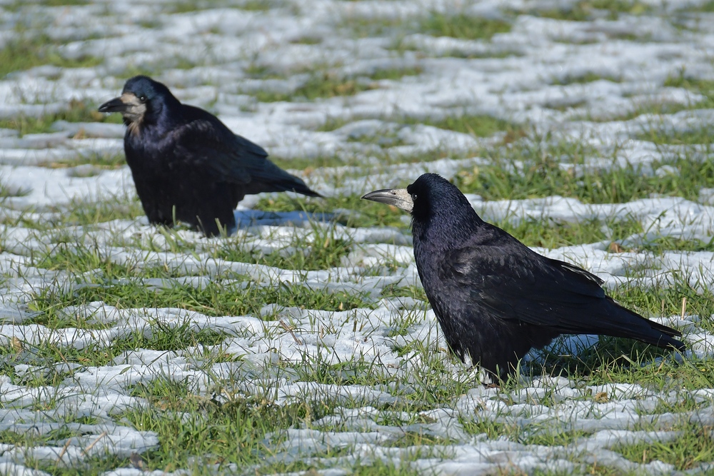 Mühlheim am Main: Saatkrähen – schwarze Schönheiten im Winter 04