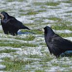 Mühlheim am Main: Saatkrähen – schwarze Schönheiten im Winter 04