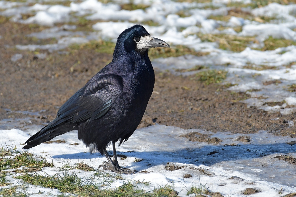 Mühlheim am Main: Saatkrähen – schwarze Schönheiten im Winter 05