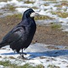 Mühlheim am Main: Saatkrähen – schwarze Schönheiten im Winter 05