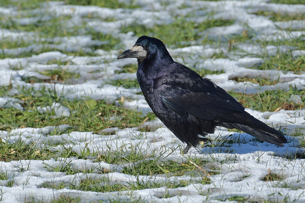 Mühlheim am Main: Saatkrähen – schwarze Schönheiten im Winter 06