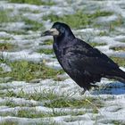 Mühlheim am Main: Saatkrähen – schwarze Schönheiten im Winter 06