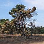 Mühlheim am Main, Streuobstwiesengebiet Gailenberg: Es hat gebrannt 01