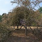 Mühlheim am Main, Streuobstwiesengebiet Gailenberg: Es hat gebrannt 05