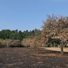 Mühlheim am Main, Streuobstwiesengebiet Gailenberg: Es hat gebrannt 10