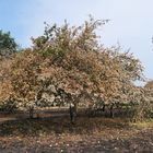 Mühlheim am Main, Streuobstwiesengebiet Gailenberg: Es hat gebrannt 23