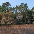 Mühlheim am Main, Streuobstwiesengebiet Gailenberg: Es hat gebrannt 26