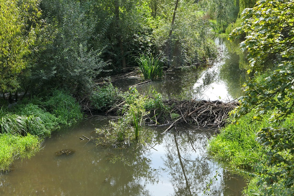 Mühlheim: Der Biberdamm 01