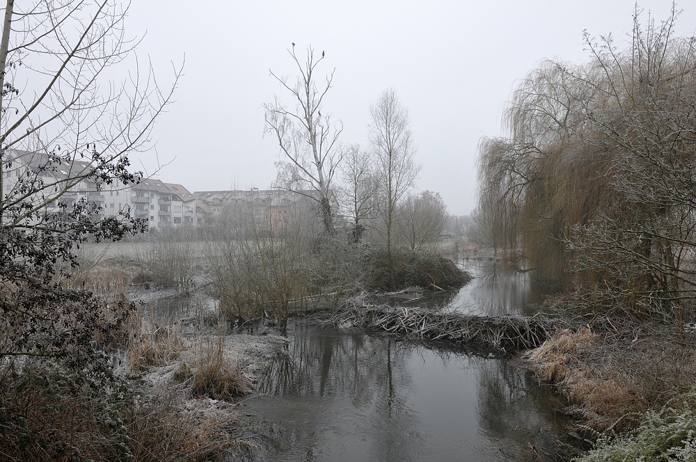 Mühlheim: Lebensraum des Bibers 06