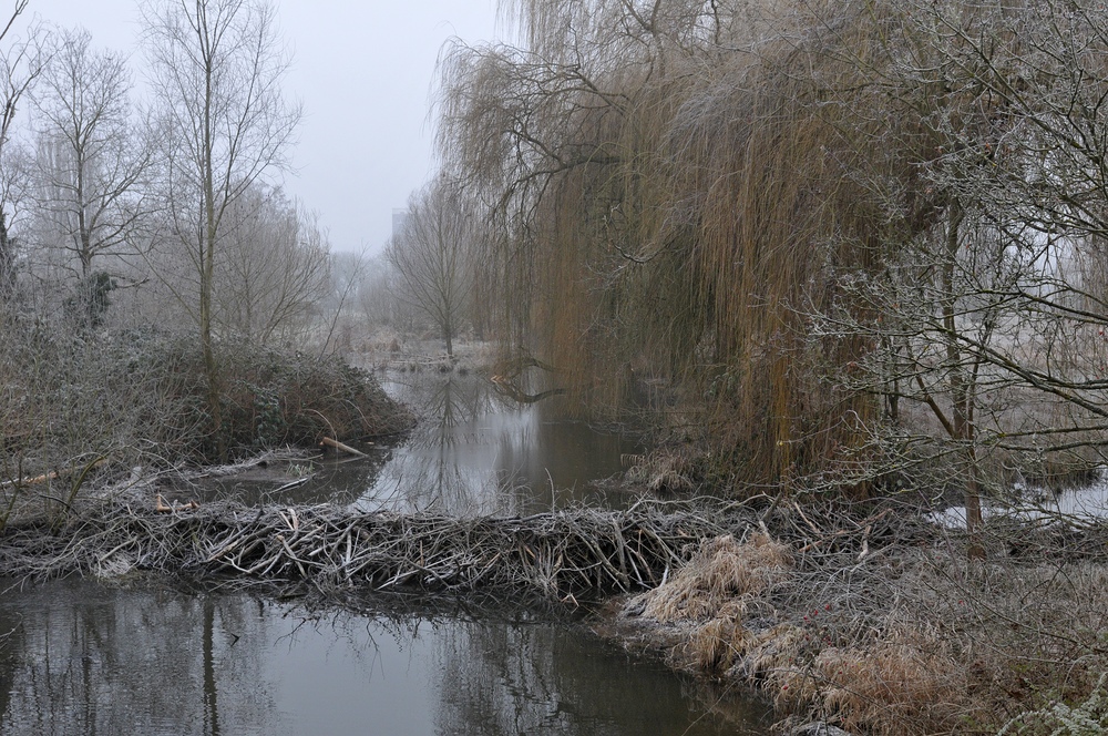 Mühlheim: Lebensraum des Bibers 07