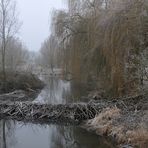 Mühlheim: Lebensraum des Bibers 07