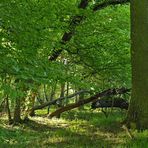 Mühlheim: Sternmieren – Eichen – Hainbuchenwald 01