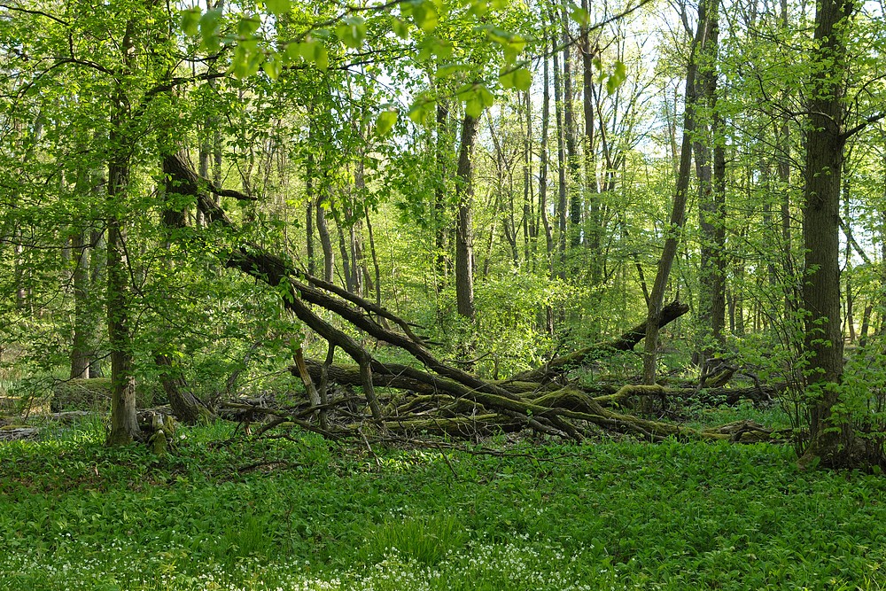 Mühlheim: Sternmieren – Eichen – Hainbuchenwald 02