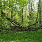 Mühlheim: Sternmieren – Eichen – Hainbuchenwald 02