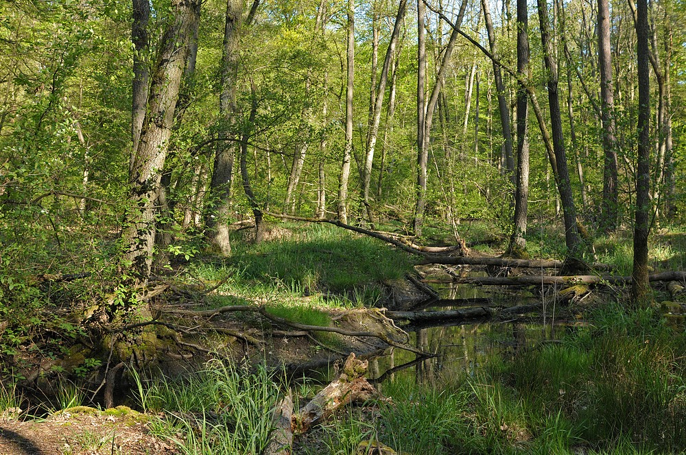 Mühlheim: Sternmieren – Eichen – Hainbuchenwald 03