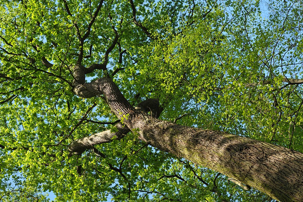 Mühlheim: Sternmieren – Eichen – Hainbuchenwald 04