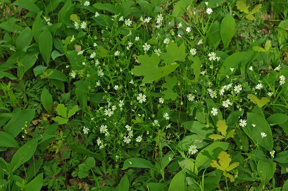 Mühlheim: Sternmieren – Eichen – Hainbuchenwald 05