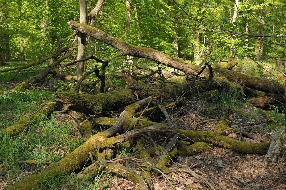 Mühlheim: Sternmieren – Eichen – Hainbuchenwald 06