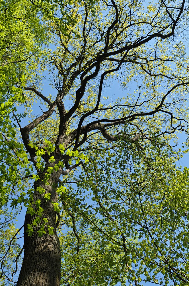 Mühlheim: Sternmieren – Eichen – Hainbuchenwald 08