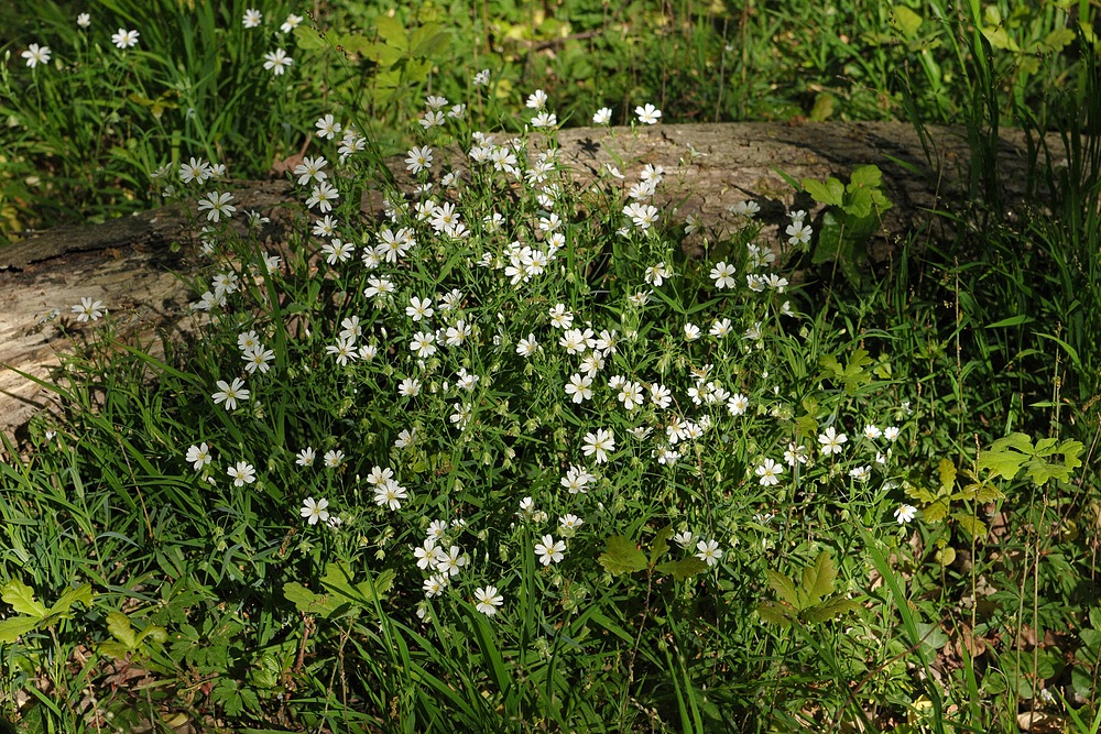 Mühlheim: Sternmieren – Eichen – Hainbuchenwald 11