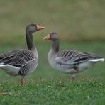 Mühlheimer Mainauen: Graugans – Einbeiner