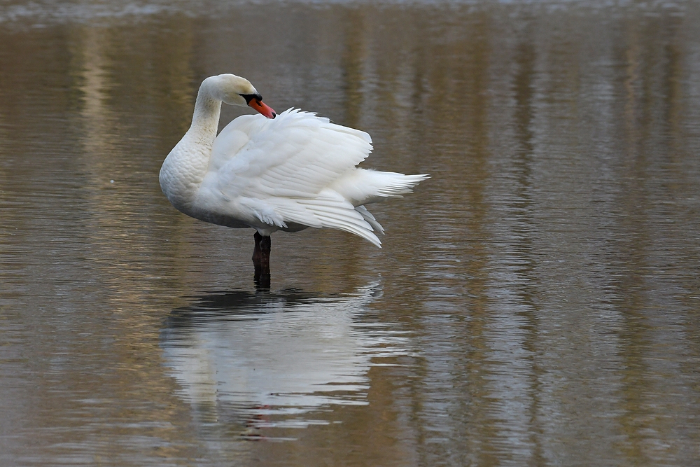 Mühlheimer Mainauen: Höckerschwan – Gefiederpflege