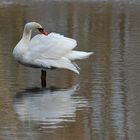 Mühlheimer Mainauen: Höckerschwan – Gefiederpflege