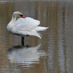 Mühlheimer Mainauen: Höckerschwan – Gefiederpflege