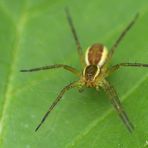 Mühlheimer Stadtwald: Gerandete Jagdspinne mit Magenknurren