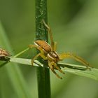 Mühlheimer Stadtwald: Gerandeten Jagdspinnen schmecken Wanzenlarven scheinbar nicht 