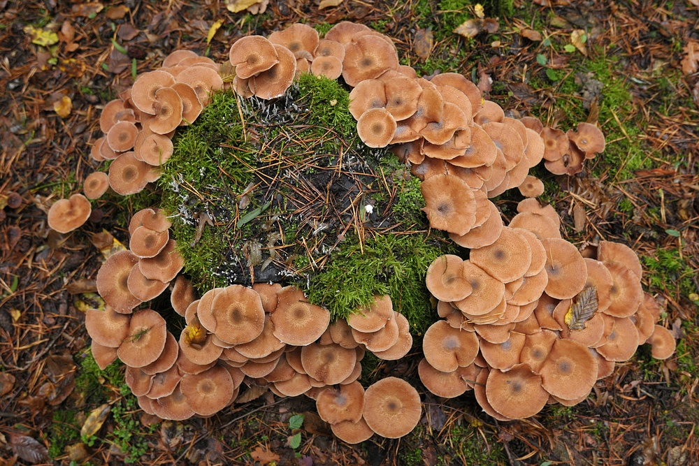 Mühlheimer Stadtwald: Rehfarbene Pilze