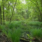 Mühlheimer Wald, Abteilung 107: An den Teichen 01