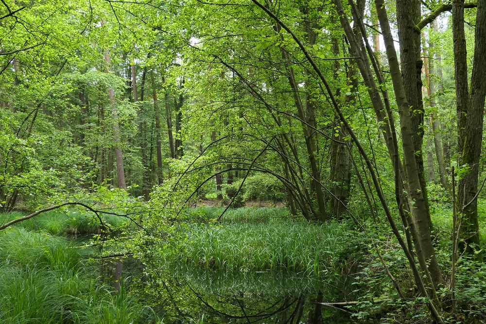 Mühlheimer Wald, Abteilung 107: An den Teichen 02